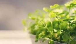 武术植物爆料视频,古老传承中的神秘力量